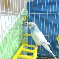 مرغ عشق مولد