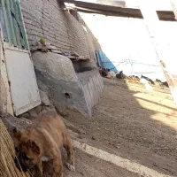 توله سگ پا کوتاه 300|سگ|سبزوار, رباط|دیوار