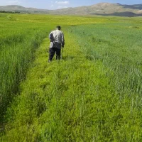 اجاره 9 جریب زمین کشاورزی  اسدآباد توانه