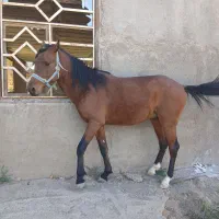 اسب|اسب و تجهیزات اسب‌سواری|قزوین, |دیوار