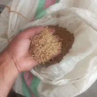 تیم بینج هاشمی خالص ۷۰ کیلو مخصوص دوباره کشت