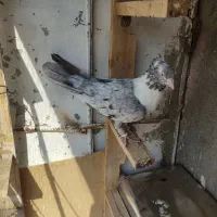 کبوتر کلاغ کله طوقی هفترنگ