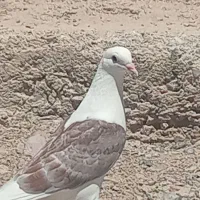 کفتر|پرنده|زابل, |دیوار
