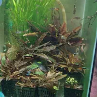 ماهی گوپی کوی میگو کریدوراس حلزون نریت شاخدار،گیاه