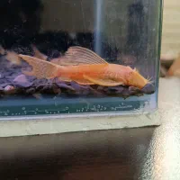 kat fish|ماهی|تهران, جوادیه|دیوار