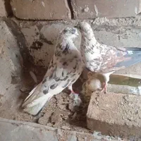کفتر پرشی