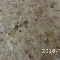 کود کفتر(انبار کبوتر)بدون خاک و آشغال