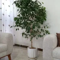 بنجامین سالنی