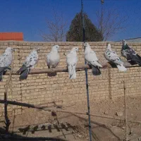 کبوتر|پرنده|معصومیه, |دیوار