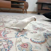 راهب|پرنده|کرج, کلاک پایین|دیوار