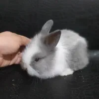 سرپرست مهربون و متعهد میخوام واسه بچه خرگوشام|موش و خرگوش|آبادان, |دیوار