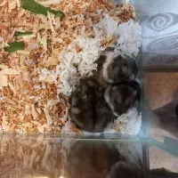 همستر بالغ کمپل ۳ عدد