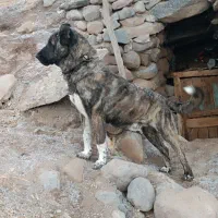 سگ کانگال|سگ|اسکو, |دیوار