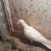 گمشده|پرنده|چهاردولی, |دیوار