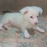 سگ پاکوتاه