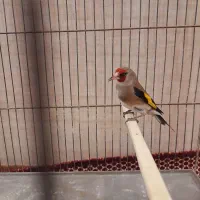 سهرهای نر|پرنده|رشت, اسماعیل آباد|دیوار