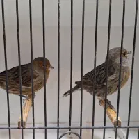 فروش تعدادی قناری رنگی|پرنده|فردیس, نسترن شرقی|دیوار