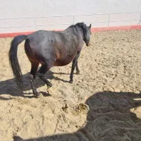 فروش مادیان برای تولید و سواری