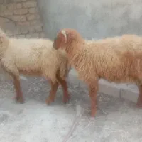 میش و بره نر پارساله