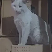 واگذاری گربه رایگان|گربه|قم, ولیعصر|دیوار