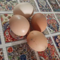 تخم مرغ محلی اعلا