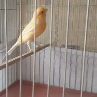 جفت قناری