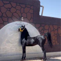 اسب نریان به رنگ عشق