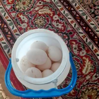 تخم مرغ لهستانی وبرهما