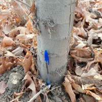 درخت چنار بن بالا ارتفاع۸ تا ۱۲ متر شاخه دار بزرگ|خدمات باغبانی و درختکاری|مشهد, فدک|دیوار