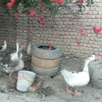 غازمحلی