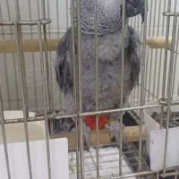 جوجه کاسکو حلقه پا رام دستی ۹ماهه ۲۰کلام|پرنده|تهران, اسکندری|دیوار