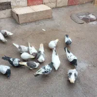 کبوتر|پرنده|بیرانوند, |دیوار