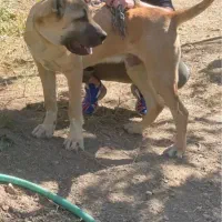 سگ سرابی دزدیده شده از مراغه روستای قشلاق|حیوانات|مراغه, |دیوار