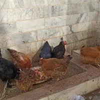 مرغ وخروس محلی همه جوان تازه به تخم آمده|حیوانات مزرعه|بیرجند, |دیوار