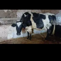 گاو شیری با گوساله هلشتاین