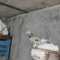 هفت رنگ ماده|پرنده|تاکستان, |دیوار