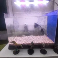 آکواریوم و ماهی|ماهی|قم, باغ کرباسی|دیوار