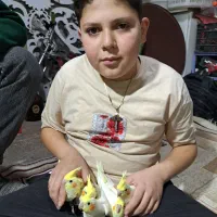 عروس هلندی یک ماهه دستی