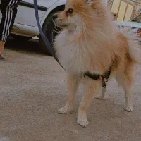 سگ پامر|سگ|زاهدان, |دیوار