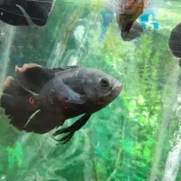 ماهی اسکار|ماهی|الیگودرز, |دیوار