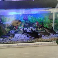 آکواریوم با ماهی