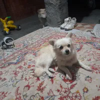 سگ پامراشپیز|سگ|گرگان, |دیوار