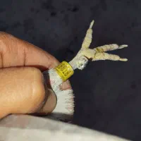 یک نر عالی مسابقه دهنده موقعت ملکان