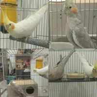 عروس هلندی جفت مولد