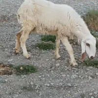 گوسفند و بز