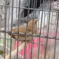 فنج بنگالی. فنج نرگسی.