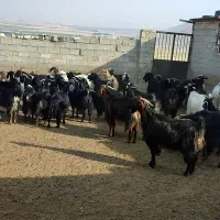 بزترکی