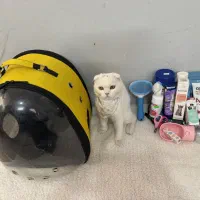 گربه اسکاتیش ۸ماهه نر