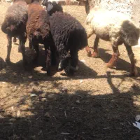 چهار میش  افشاری دو بهر  با بره داشتی