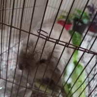 خرگوش لوپ|موش و خرگوش|خرمآباد, |دیوار